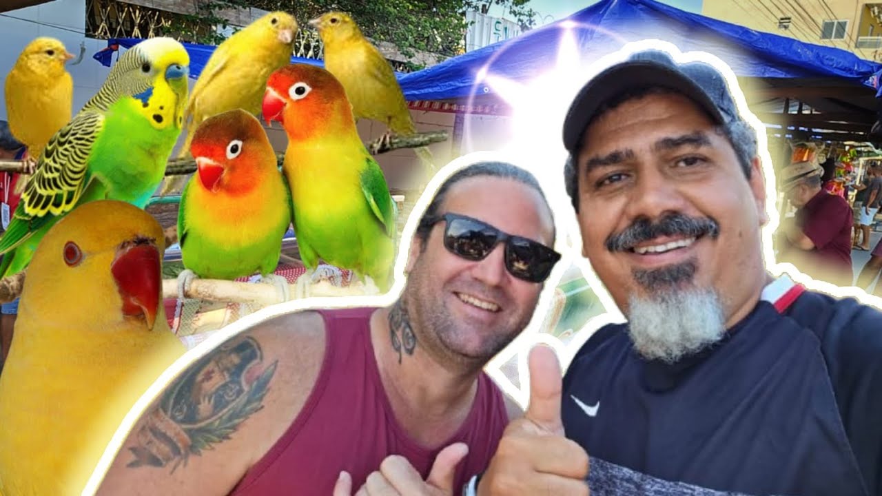 Feira de Caxias. Lugar de passarinheiro.