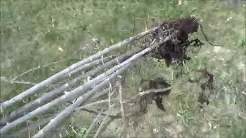 Permaculture Pirate Episode 6 Divide & Conquer