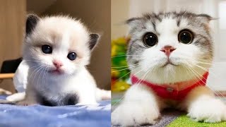 Cats Crazy😹-Funny Cat Videos 2021 | Best funy4 by Best Funny4 227 views 3 years ago 12 minutes, 41 seconds