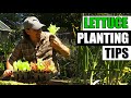 Lettuce Planting Tips Garden Quickie Episode 148