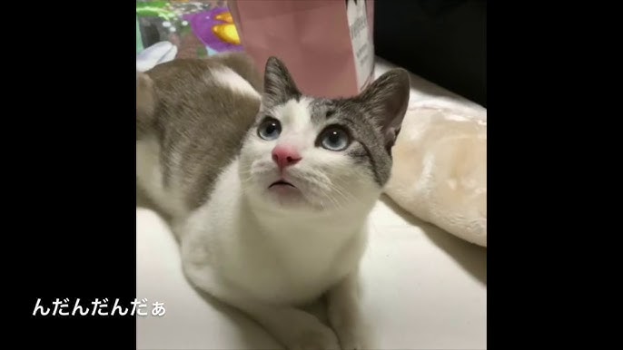 ペットの犬が山形弁で訛リンガル せっかぐたがってもらって言うのも何たげんと Youtube ペットの犬が山形弁で訛リンガル せっかぐたがってもらって言うのも何たげんと Youtube