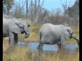 Попытка нападения слонов Max Raduga, Ботсвана, 2008