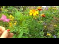 Interesting garden SCOTLAND/интересный сад/огород