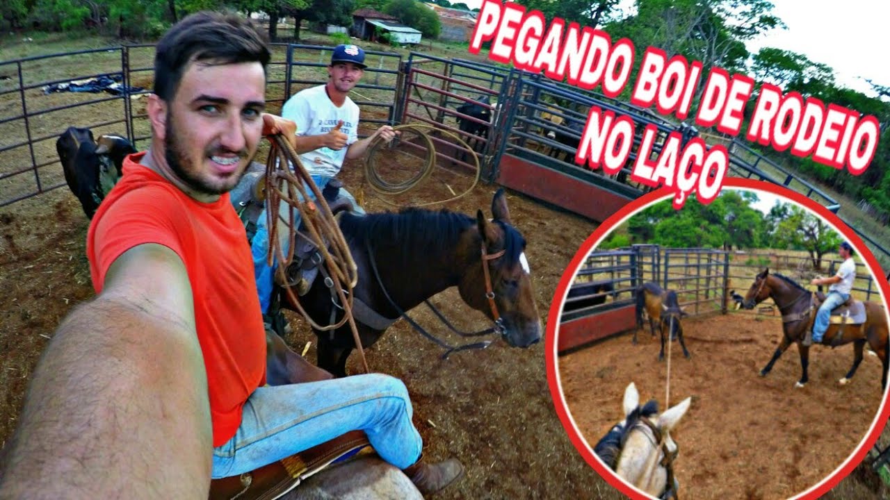CAPTURANDO A BOIADA DE RODEIO NO LAÇO - YouTube
