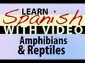 Learn Spanish with Video - Amphibians and Reptiles