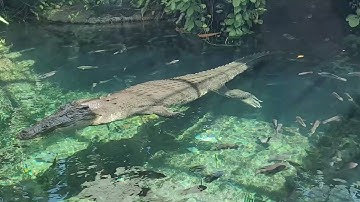 At the Toledo Zoo - Meet Baru the Crocodile