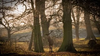 PANASONIC G80/G85/G81 PHOTO TEST | SAMPLE IMAGES