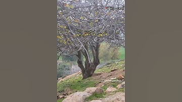 إنّ المتقين في جنات و نعيم|الشيخ وديع اليمني|تلاوة خاشعة حالات واتس قران|ربيع ايدون اربد الاردن