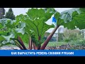 Как вырастить ревень своими руками