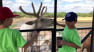 Our little guy had fun at a class field trip the exotic resort zoo in
johnson city, texas. first it was visit to petting there. next on t...