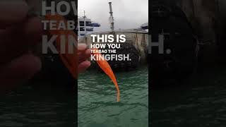 Pitching lures 🎣 for Topwater #kingfish🐟 #bustups 🙌