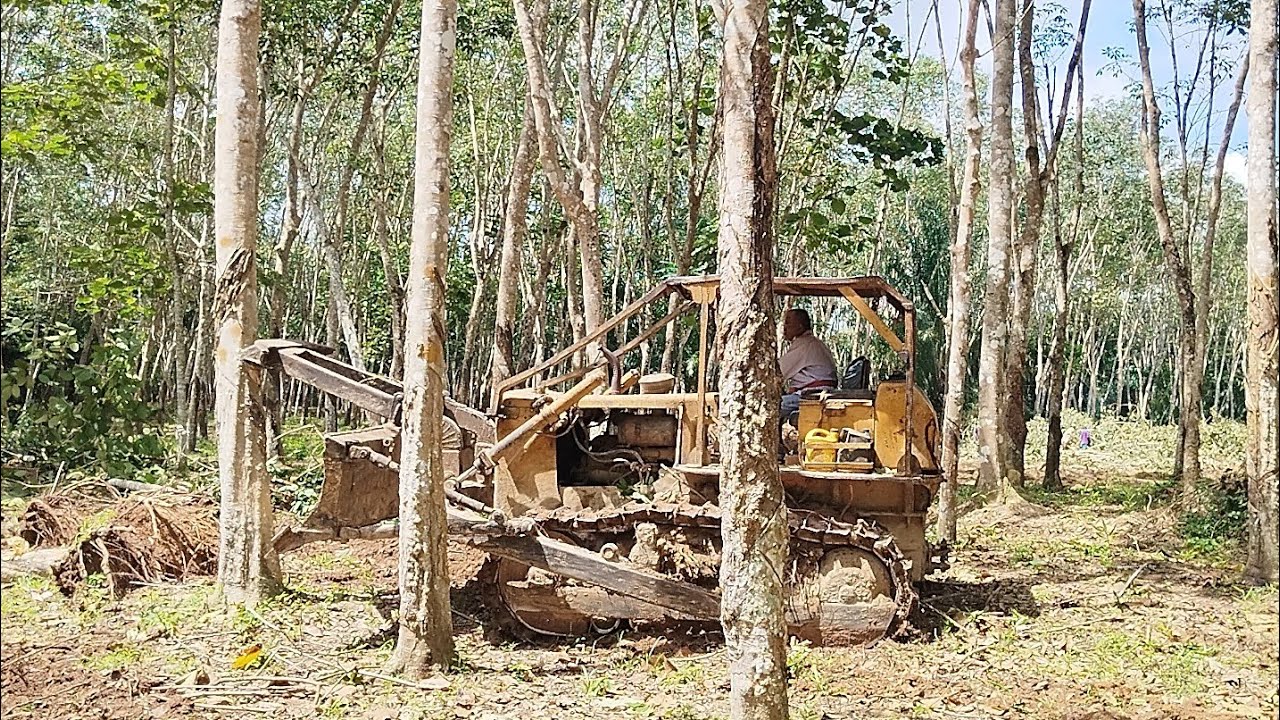 ได้แรงอกแต่ละต้น! เข้ามาล้มข้างใน! เปิดแปลงไม้ใหญ่ 235  อาจารย์หมี รุนสะเทือนทั้งแปลง