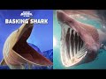 Hungry Shark World in Real Life Part 5