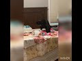 instagram videos funny's