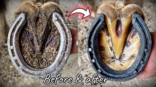 BEFORE AND AFTER HORSE HOOF RESTORATION (SATISFYING) !