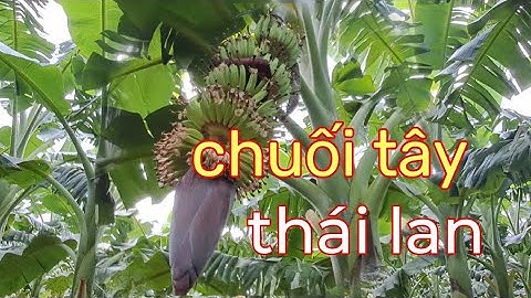 Giống chuối tây thái lan chuẩn F1 || Thánh Mõm TV