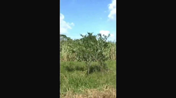 Paseo por Cosamalopan y tuxtilla  !