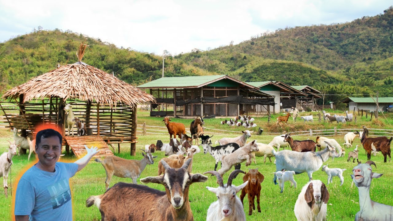 Welcoming 3 New Goat Babies: Essential Goat Care Tips for Newborns