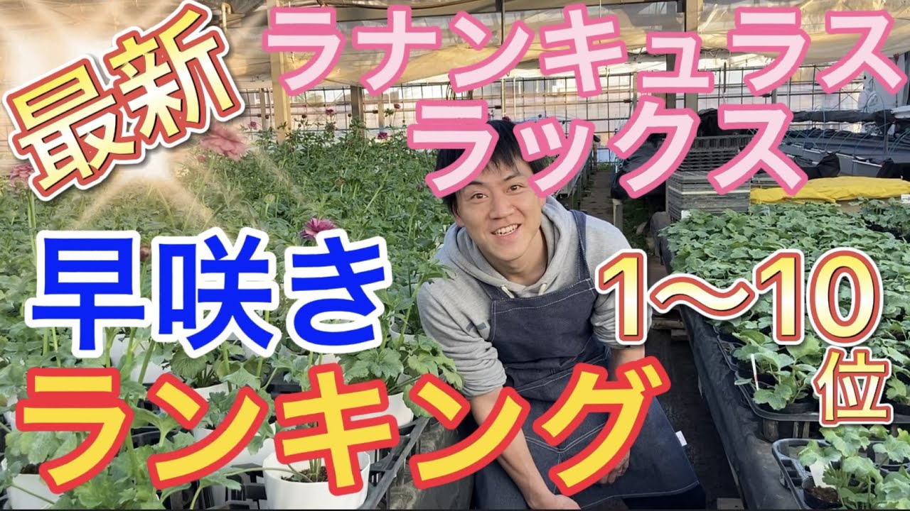 園芸のぶチャンネル】ラックス早咲きランキング【農業】【ガーデニング