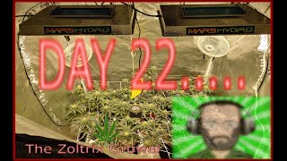 Into Week 4 | Day 22 of Flower | Growing Under Mars Hydro | TWTGC