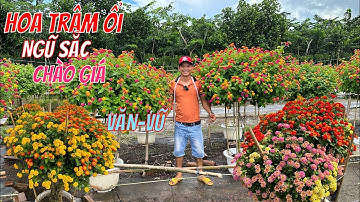 Hoa Trâm ổi ngũ sắc cây đẹp rực hoa chào bán..14/08📲 0968878912.Văn-Vũ