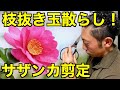 【庭師が教える　実演解説　 サザンカ　】自然風　枝抜き玉散らし（複合型）剪定　pruning