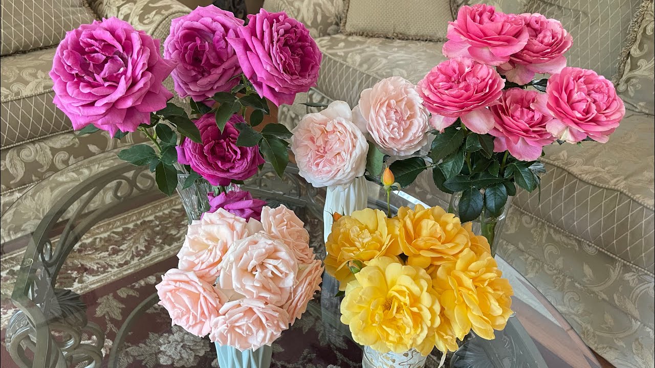 5款又美又香剪一束就能插一花瓶的玫瑰|Five beautiful and fragrant cut roses - YouTube