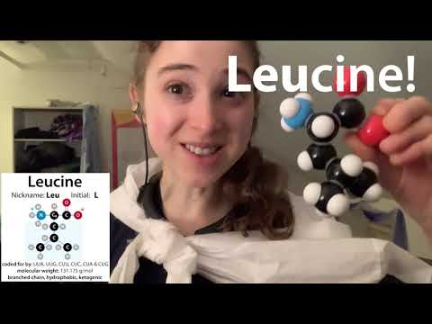 Video: Waarom kan leucine geen substraat zijn voor gluconeogenese?