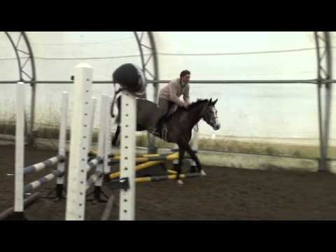 Joy- hunter/ equitation/medal prospect for sale