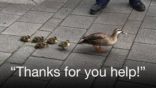 Heart-Touching Moment Cute Ducklings Cross Busy Street Escorted By A Good Samaritan