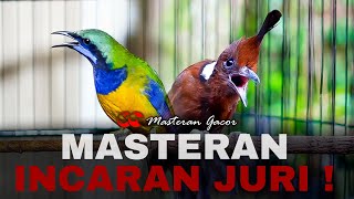 MASTERAN INCARAN JURI | CILILIN VS CUCAK CUNGKOK GACOR AUDIO JERNIH COCOK BUAT PEMASTERAN MURAI BATU