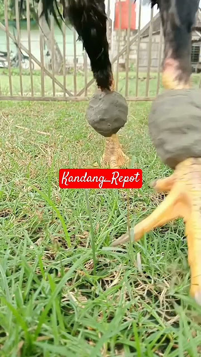 Cara melatih otot dan pukulan ayam #ayamjago #peternakpemula #ayambangkok #ayam