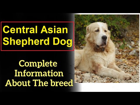 Central Asian Shepherd Dog. Pros and Cons, Price, How to choose, Facts, Care, History