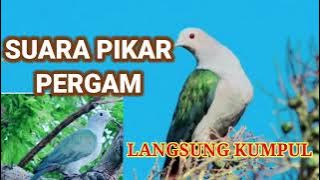 SUARA PIKAT BURUNG PERGAM