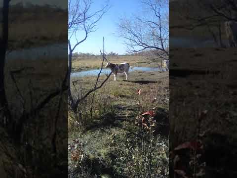 2 маленьких волчат