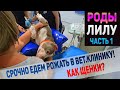 Едем Рожать! Начались роды у нашей собаки Лилу!