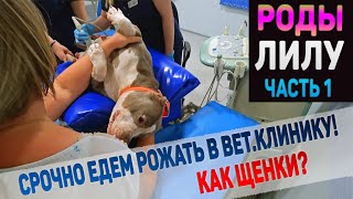 Едем Рожать! Начались роды у нашей собаки Лилу!