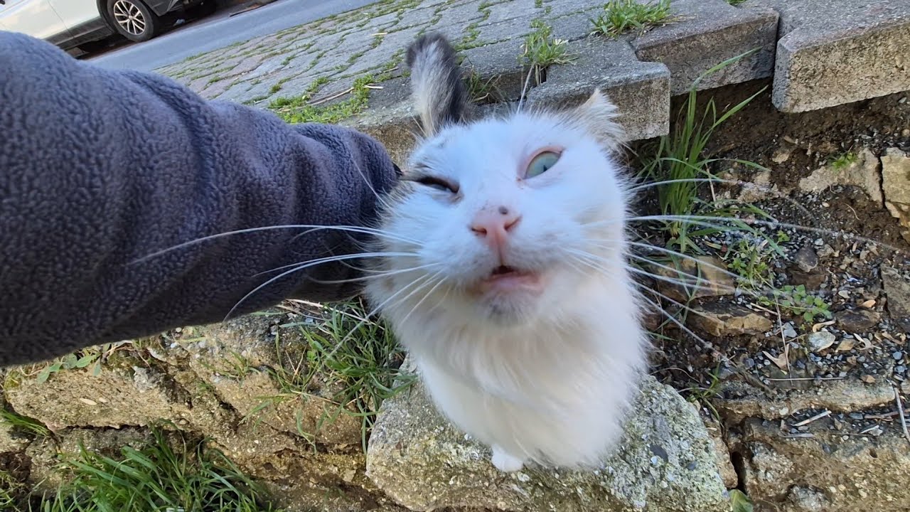 An unbelievably adorable fluffy cat with soft, cotton like fur.