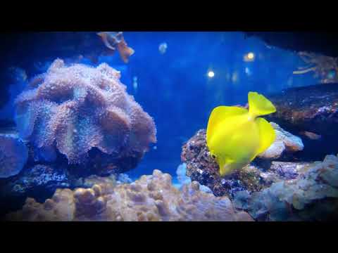Спокойная музыка для снятия стресса и рыбки в воде. Релакс. Calm music/fish in the water/relax.