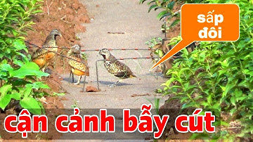 cận cảnh bẫy chim cút rừng sấp đôi