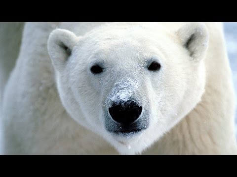 Bir kutup ayısının derisinde | vahşi yaşam