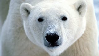 Dans la peau d'un ours blanc | Vie sauvage