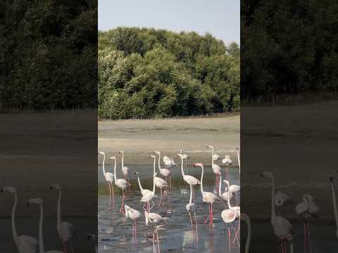 Ras Al Khor Wildlife Sanctuary: Flamingo Hide 🦩