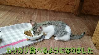 鳴きながらカリカリ食べる子猫