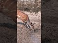 See how the crocodile attacked the deer।देखिये मगरमच्छ ने कैसे किया हिरण पर हमला#africa #shorts 🦌