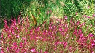 VIDEO PEMANDANGAN ALAM TANPA SUARA -  BACKGROUND VIDEO - bunga-bunga-kolam-ungu-merah-jambu