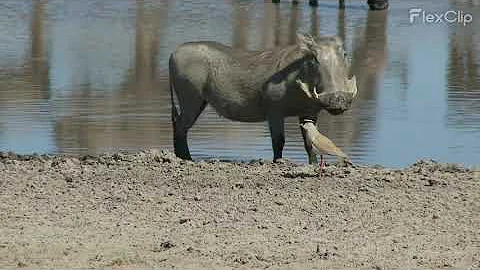 5 Facts About Wild boar