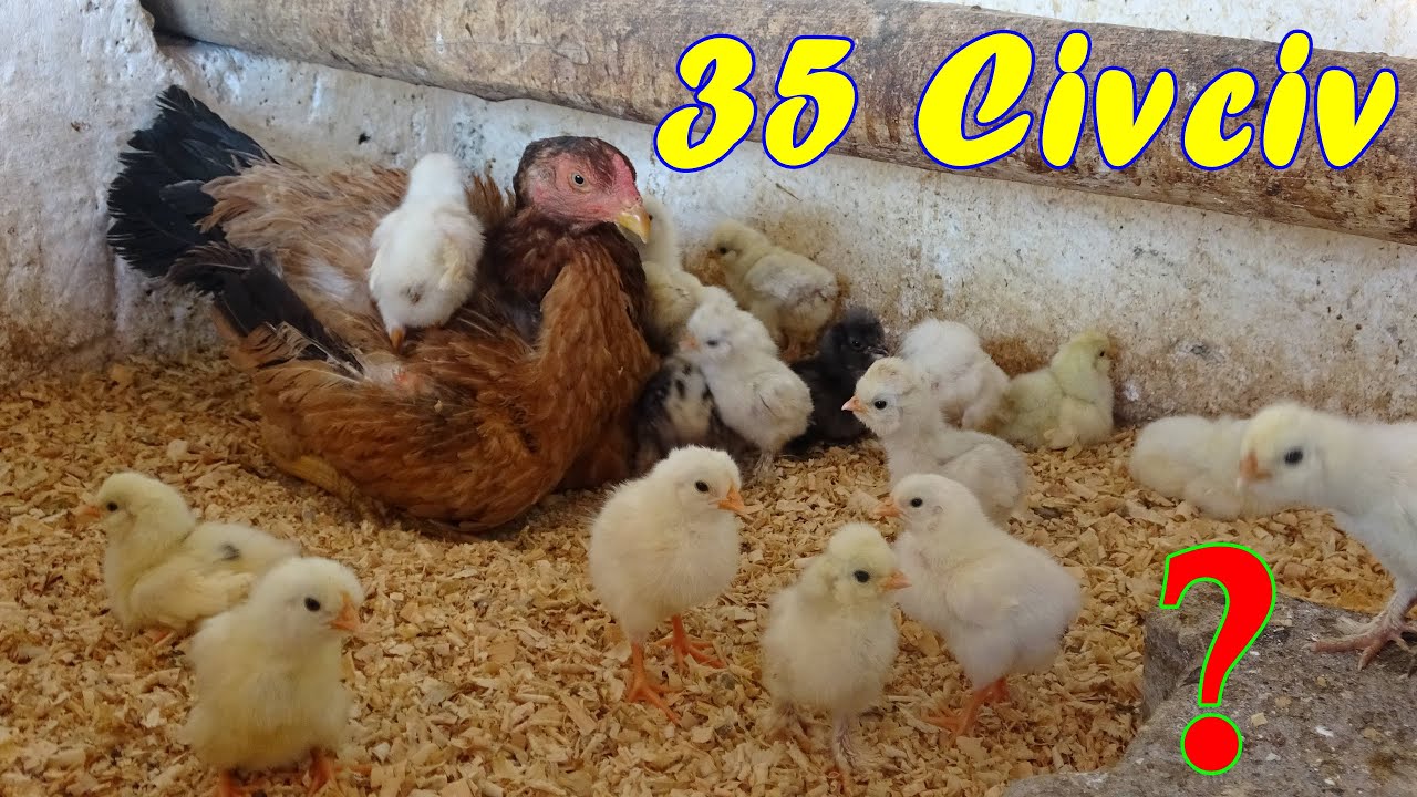 Makina Civcivleri Gurk Tavuğa Nasıl Kabul Ettirilir?