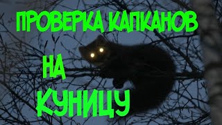 Проверка капканов на куницу.