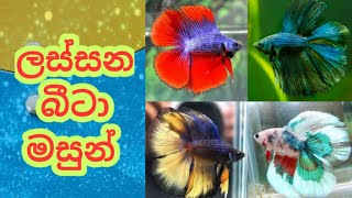 10 most beautiful betta fish |beautiful betta fish |ලස්සන බීටා මසුන්